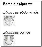 Female epiprocts
